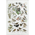 Torchon 100 % coton biologique Garden Birds - Fabriqué en Europe