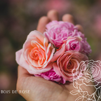 Bois De Rose Bougie Parfumée Collection Essentielle: Petite